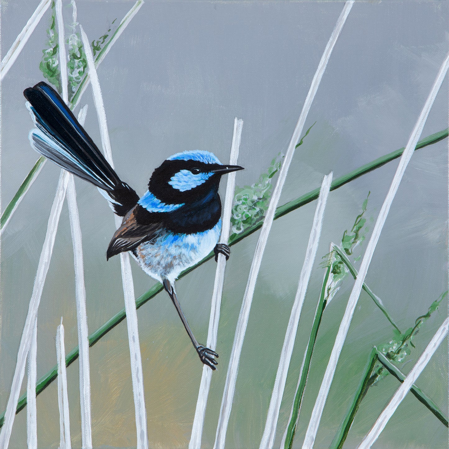 Limited edition Fine Art Canvas Print- Blue Wren