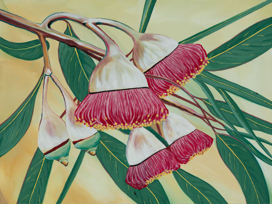 Fine Art Canvas Print - Eucalyptus Silver princess