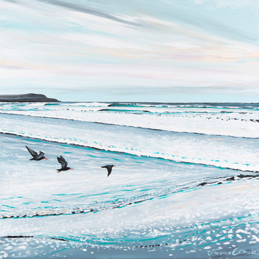 Fine Art Canvas Print - Sooty oyster catchers